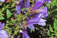 Penstemon fruticosus fruticosus
