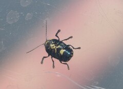 Cryptocephalus nigrocinctus