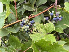 Vitis riparia