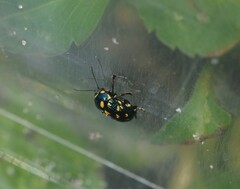 Cryptocephalus nigrocinctus