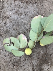 Pseudolachnostylis maprouneifolia