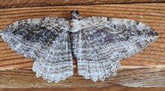 Philereme transversata