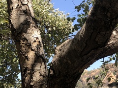 Pseudolachnostylis maprouneifolia