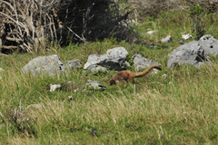 Nasua narica nelsoni