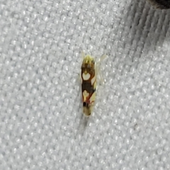 Erythroneura elegans