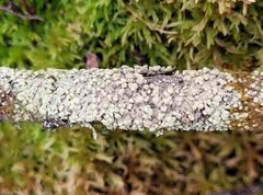 Parmeliopsis capitata