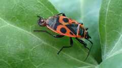 Pyrrhocoris apterus