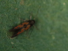 Chrysoclista