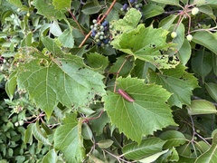 Vitis riparia