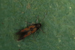 Chrysoclista