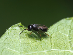 Teleasinae