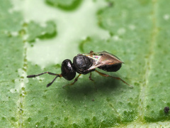 Teleasinae