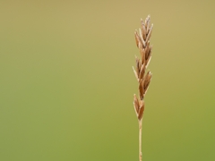 Festuca filiformis