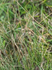 Festuca filiformis