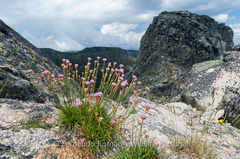 Armeria sampaioi