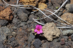 Diplacus deschutesensis