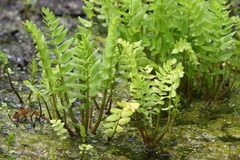 Berula
