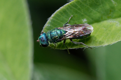 Trichrysis cyanea