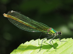 Calopteryx splendens