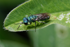 Trichrysis cyanea