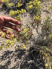 Eriogonum microtheca ambiguum