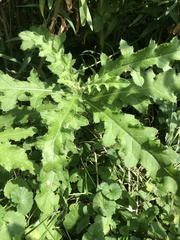 Cirsium arvense