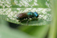 Trichrysis cyanea