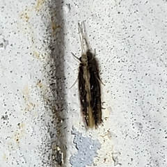Orthotrichia