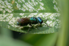 Trichrysis cyanea