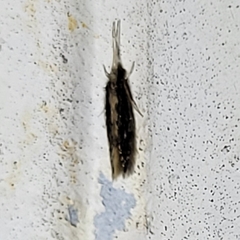 Orthotrichia