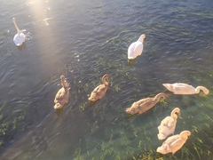 Cygnus olor