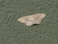 Cyclophora maderensis