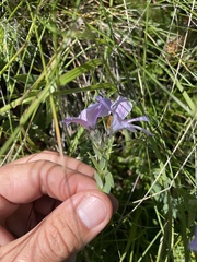 Linum hypericifolium