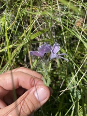 Linum hypericifolium