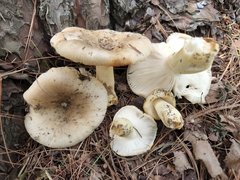 Russula pulverulenta