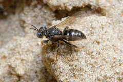 Oxybelus bipunctatus