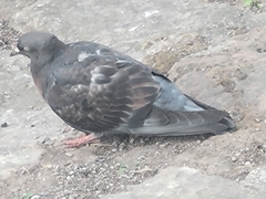 Columba livia domestica