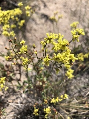 Eriogonum microtheca ambiguum