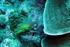 Ostorhinchus apogonoides