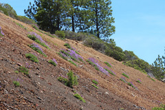 Penstemon fruticosus fruticosus