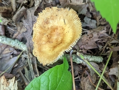 Russula amerorecondita