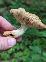 Russula amerorecondita