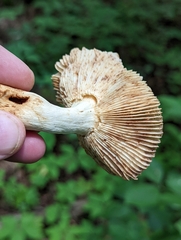 Russula amerorecondita