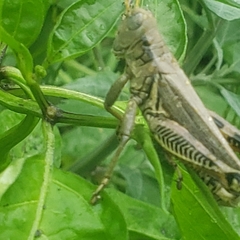 Melanoplus differentialis