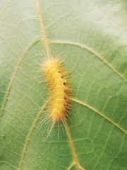 Pygarctia roseicapitis