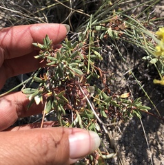 Eriogonum microtheca ambiguum