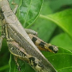 Melanoplus differentialis