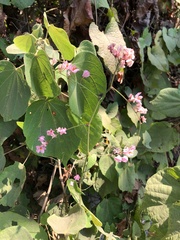 Antigonon leptopus