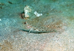 Ctenogobiops crocineus