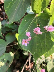 Antigonon leptopus